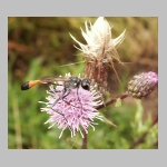 Ammophila sabulosa - Sandwespe 60-m01 16mm.jpg